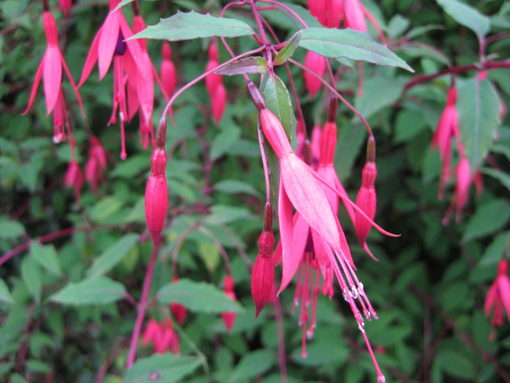 Flowers in the park