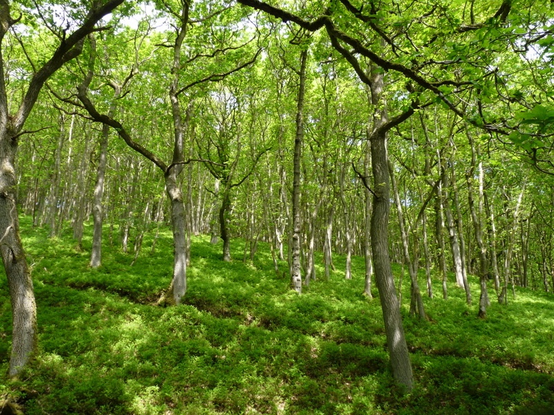 Quantock Hills