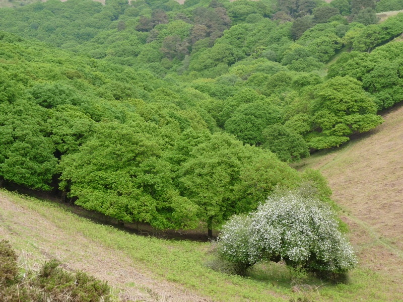 Quantock Hills