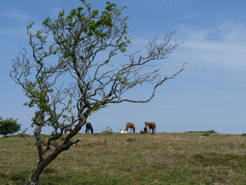 Quantock Hills