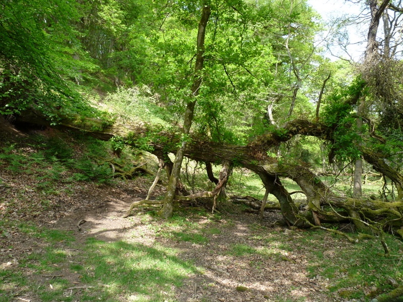 Quantock Hills