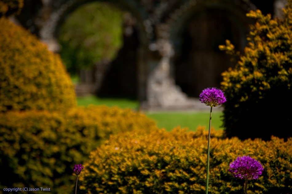 Photograph of Wenlock Priory gardens