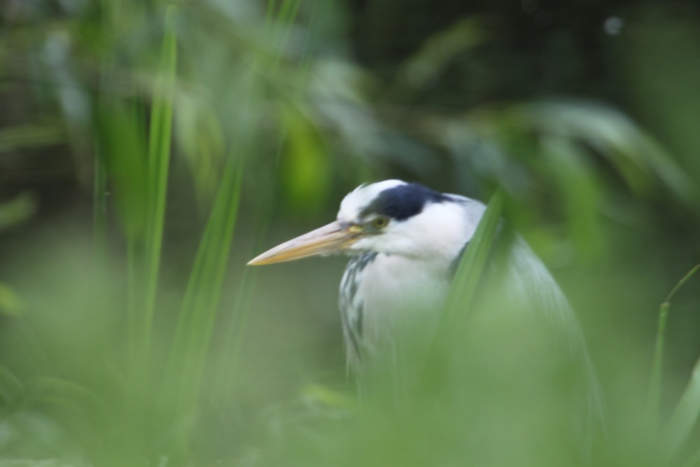 Sleepy Heron