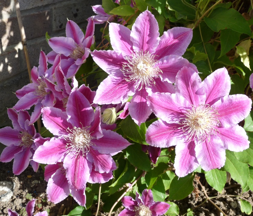 Clematis