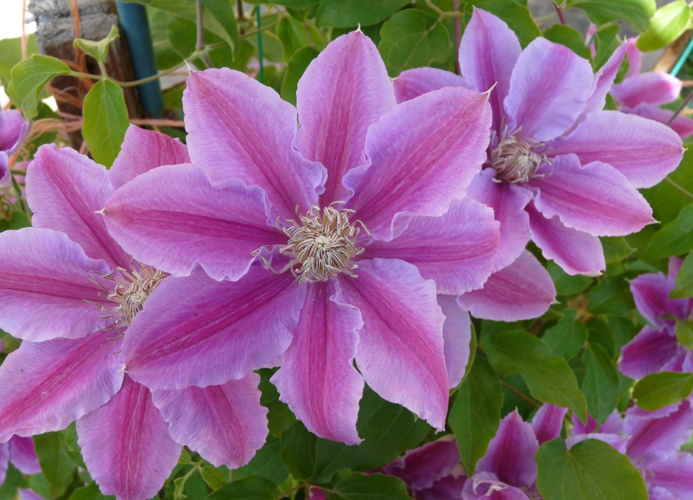 Clematis