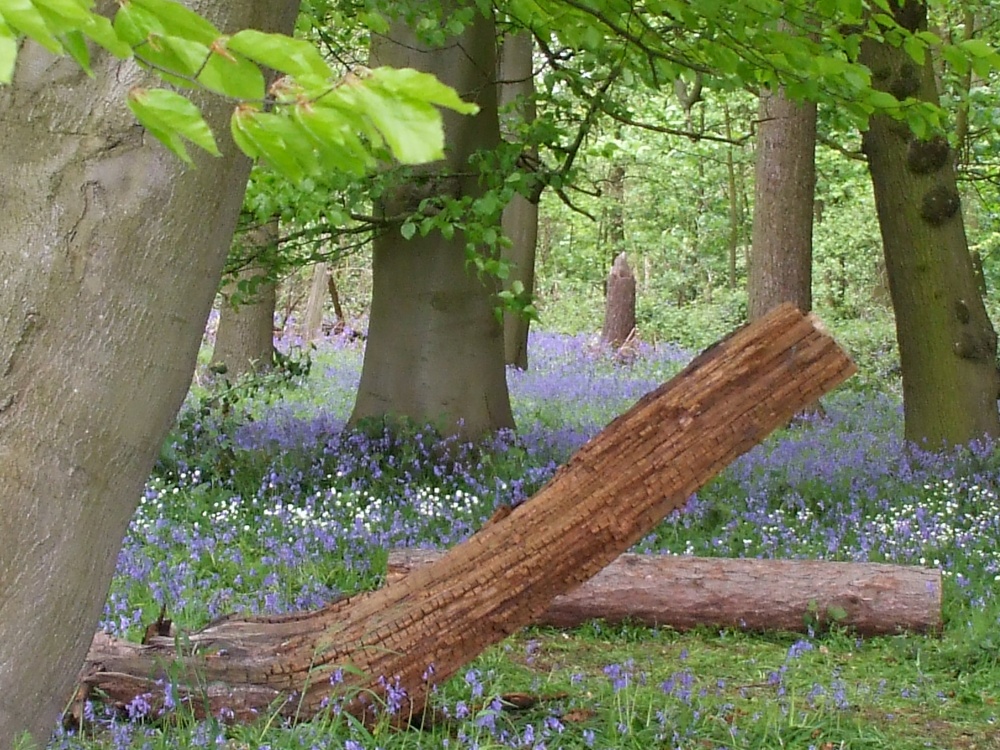 Bluebells