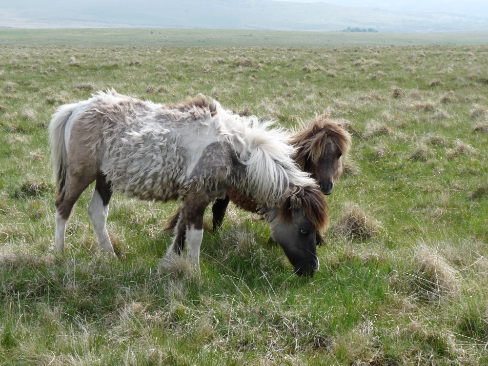 Dartmoor pony