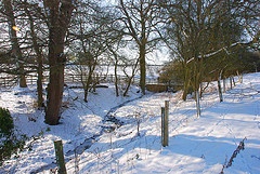 Photograph of Woodland Scene - Bradden