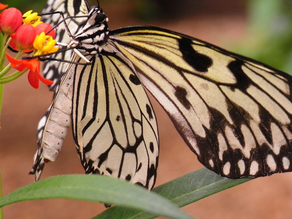 In the butterfly house