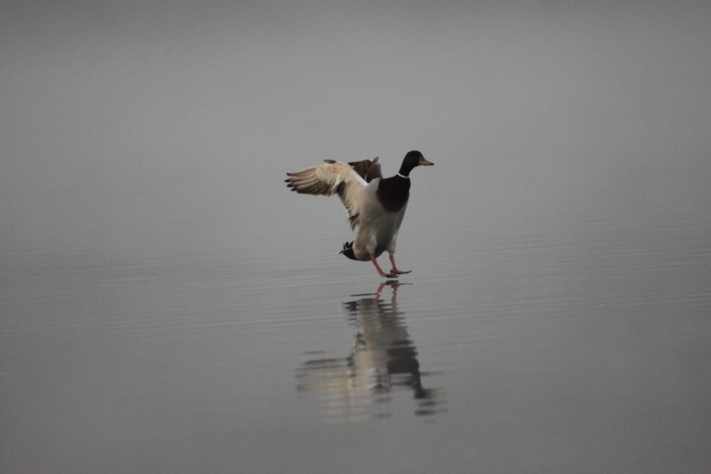 Photograph of Pennington Flash Airport.