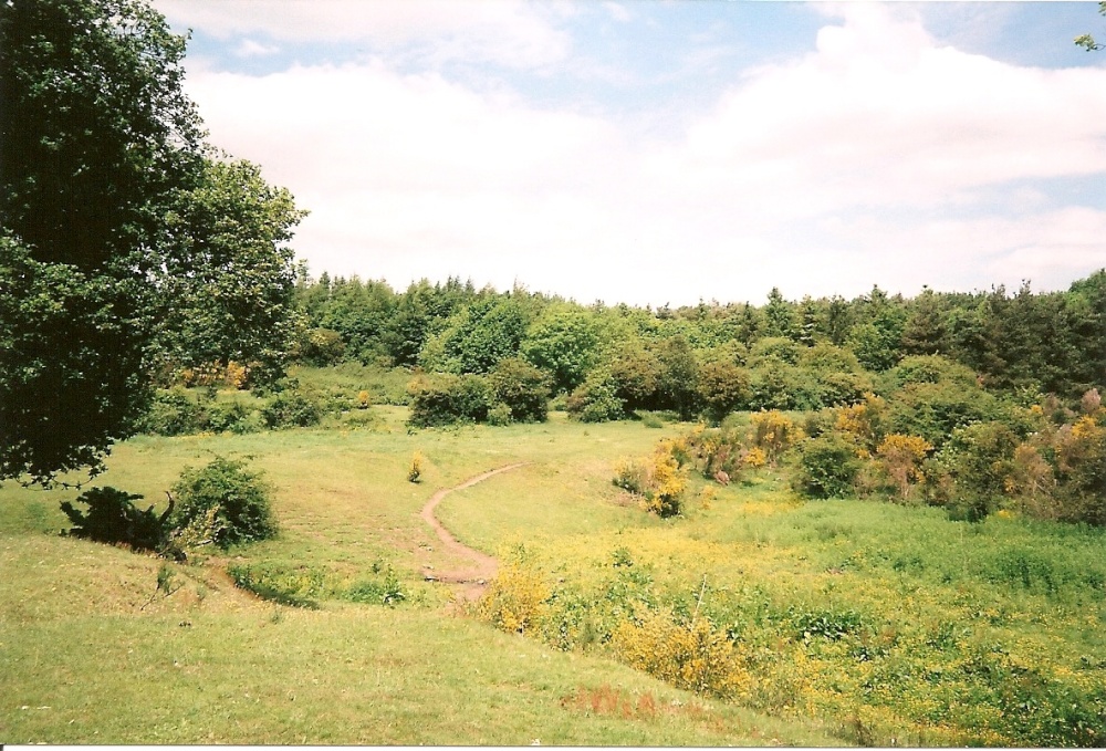 Photograph of Blackhall Mill Meadows