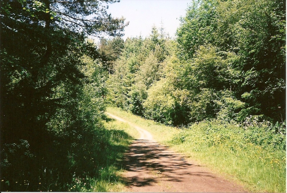 Chopwell Woods East