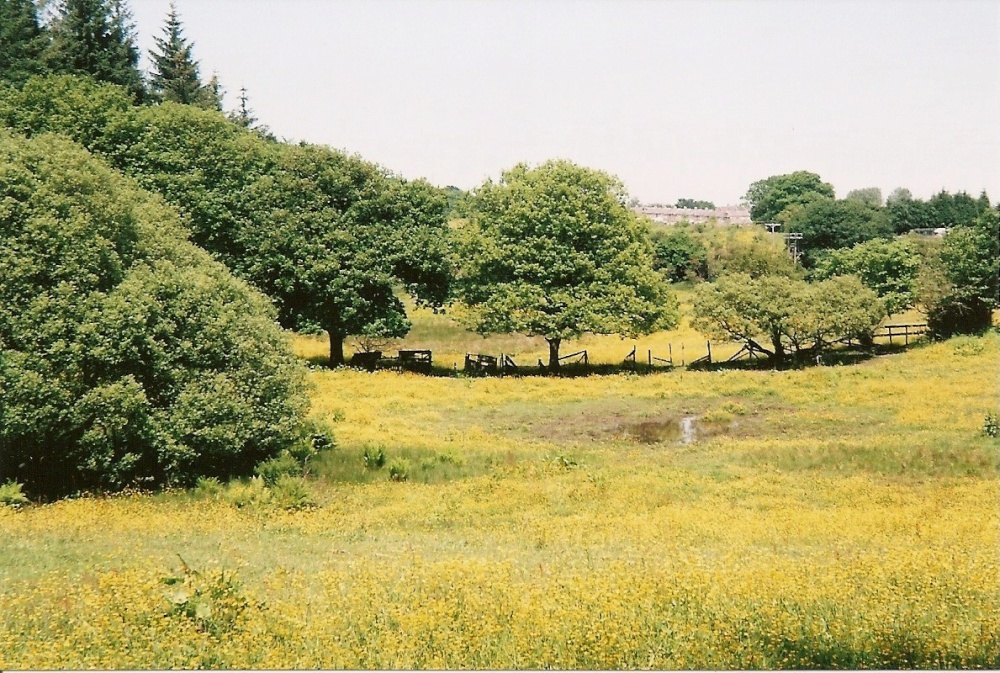 Meadow at Chopwell Woods