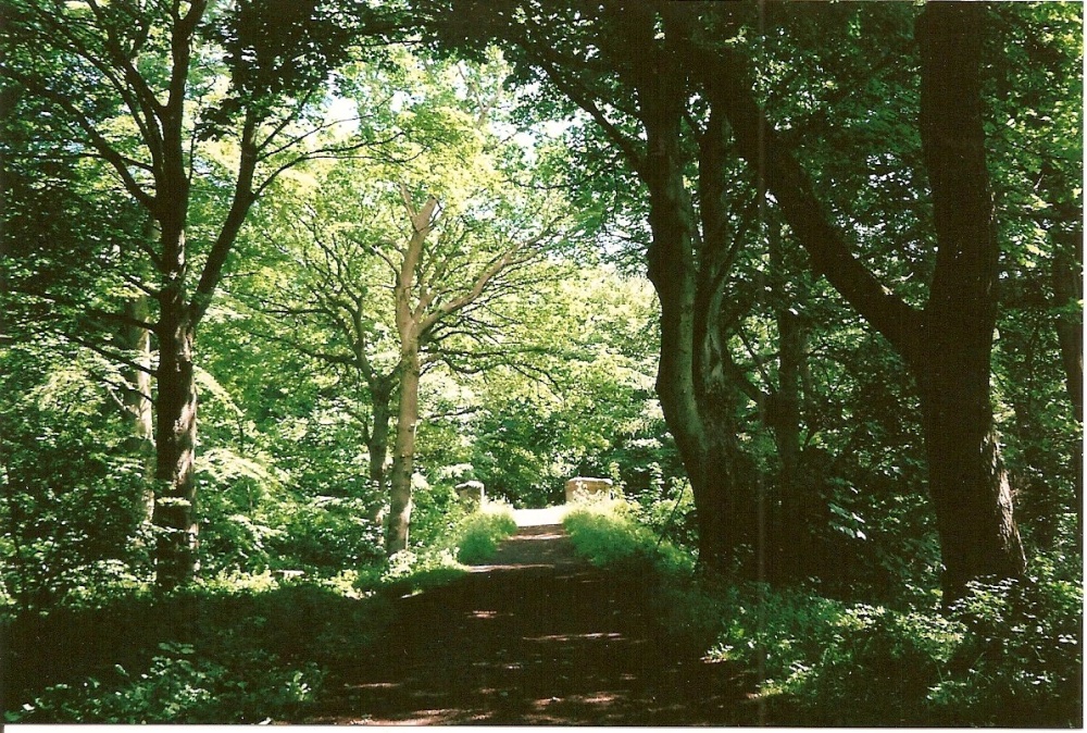 Old Stone Road Chopwell Woods