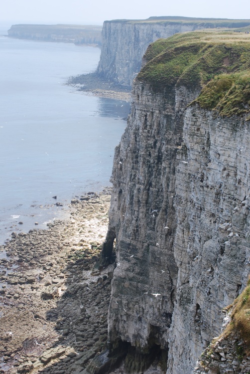 Bempton Cliffs