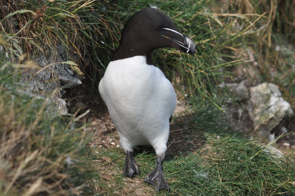 Razorbill