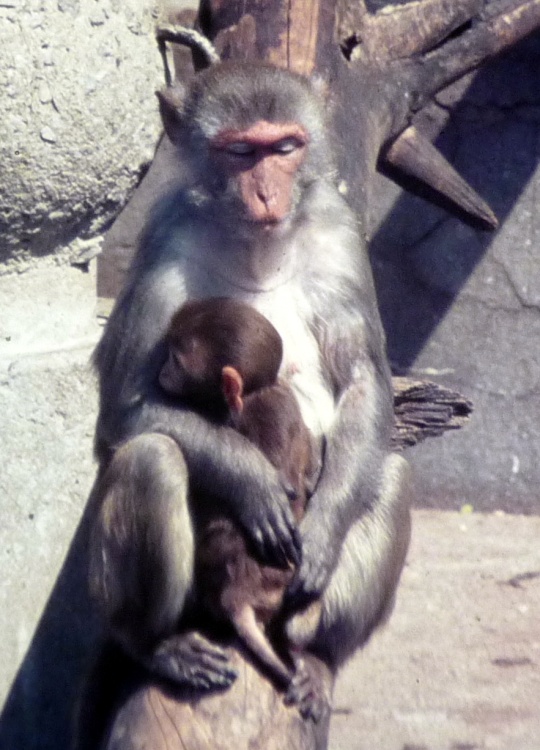 Bristol Zoo