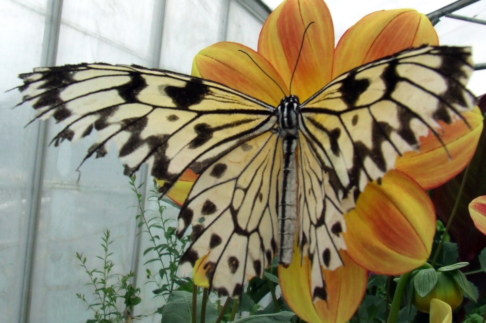 Wye Valley Butterfly Zoo