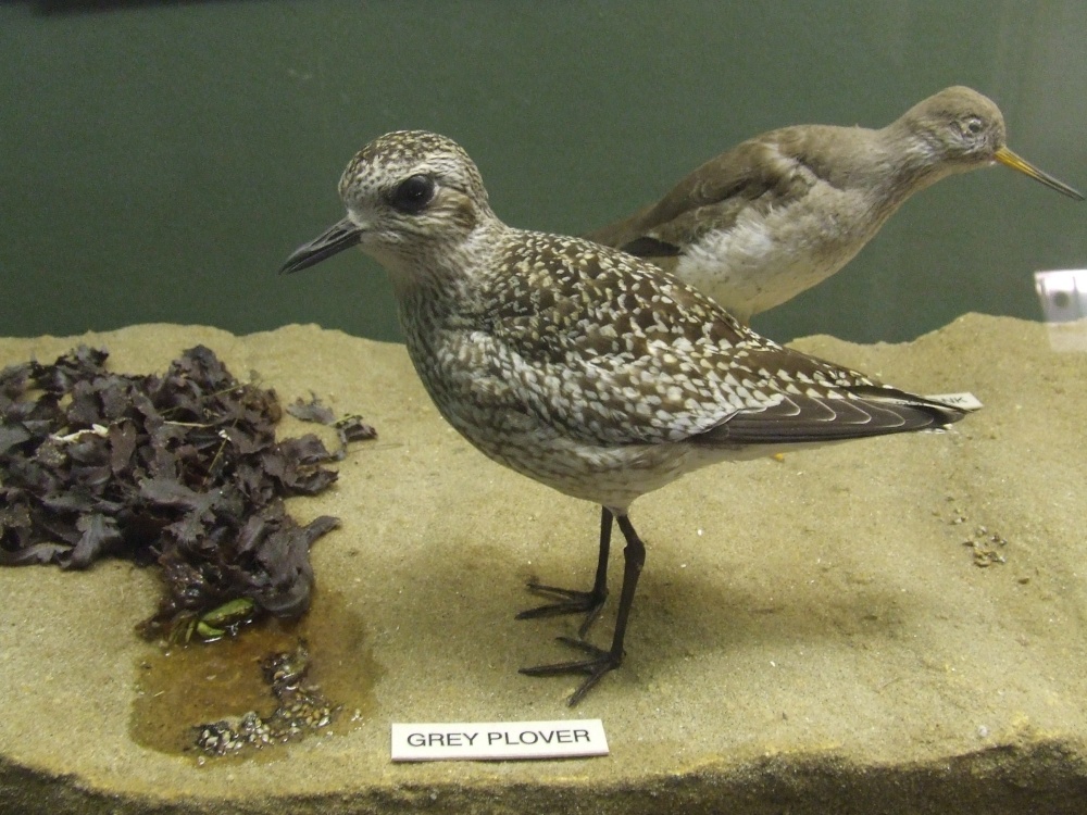 Natural History Museum Colchester