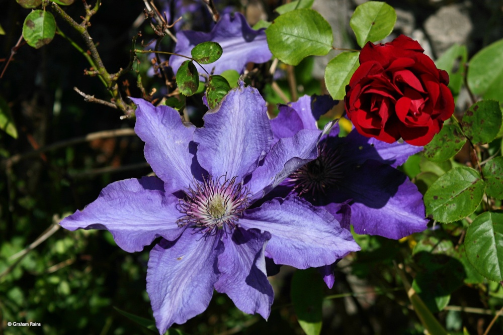 Cottage Gardens