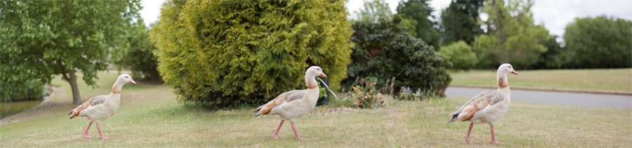 Photograph of Ducks