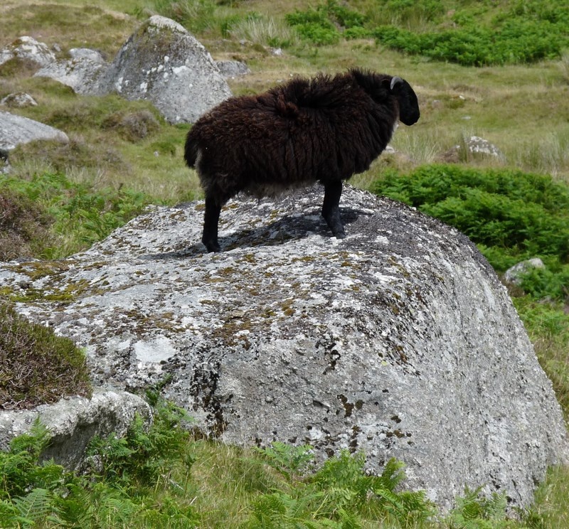 Dartmoor