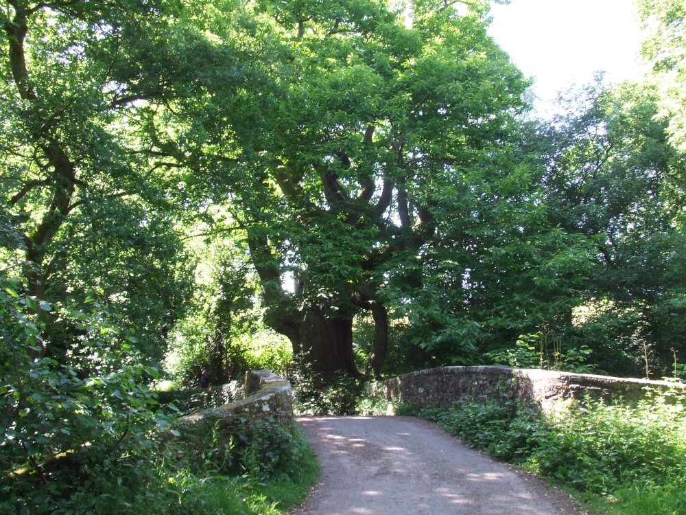 Millbrook Bridge Near (Llangenny)