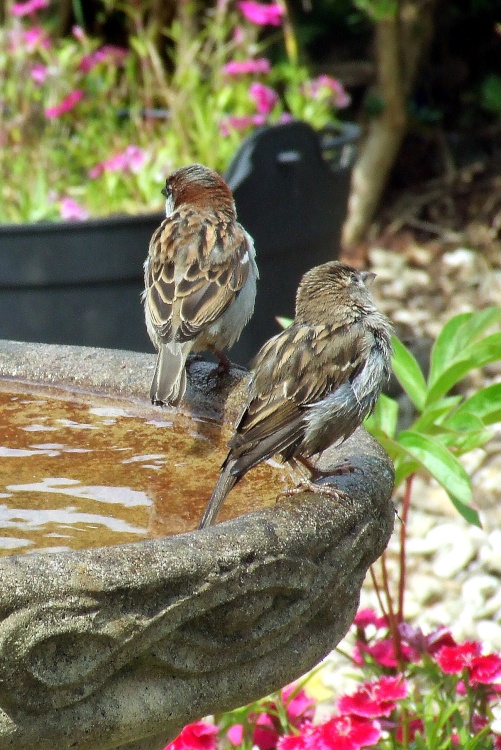 Two Sparrows In Crickhowell