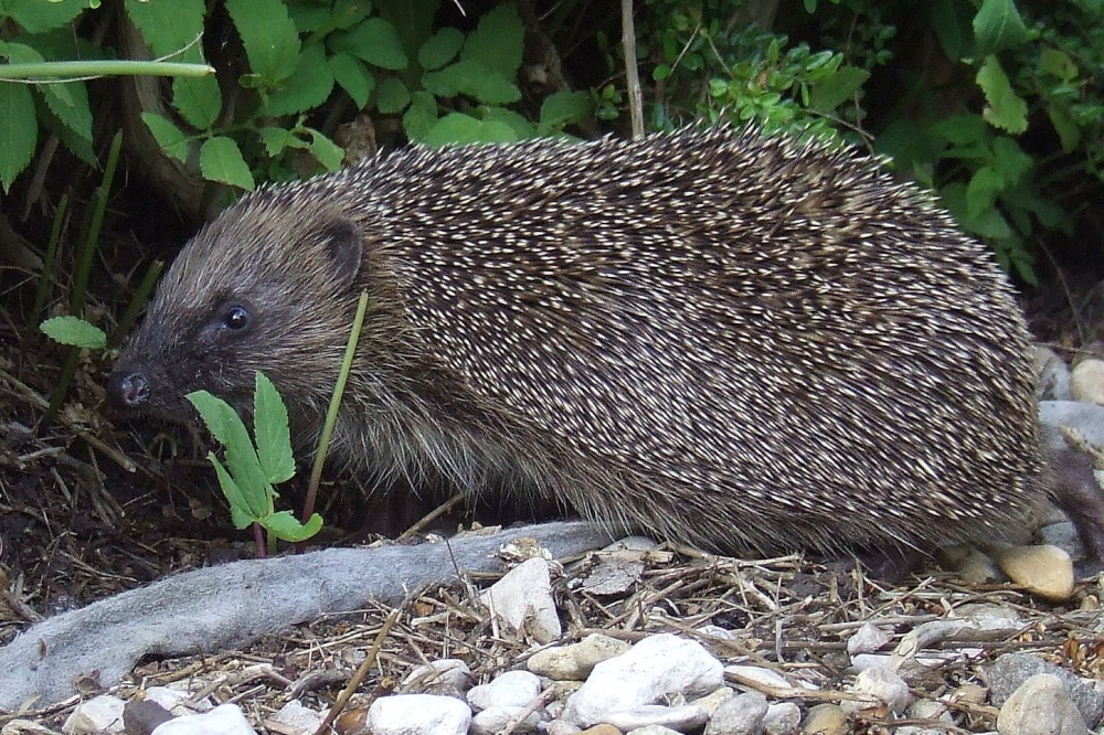 Hedgehog Wondering