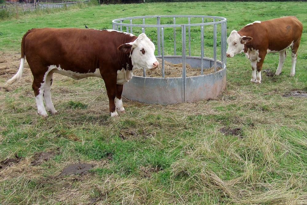 Ewyas Harold Cows feeding