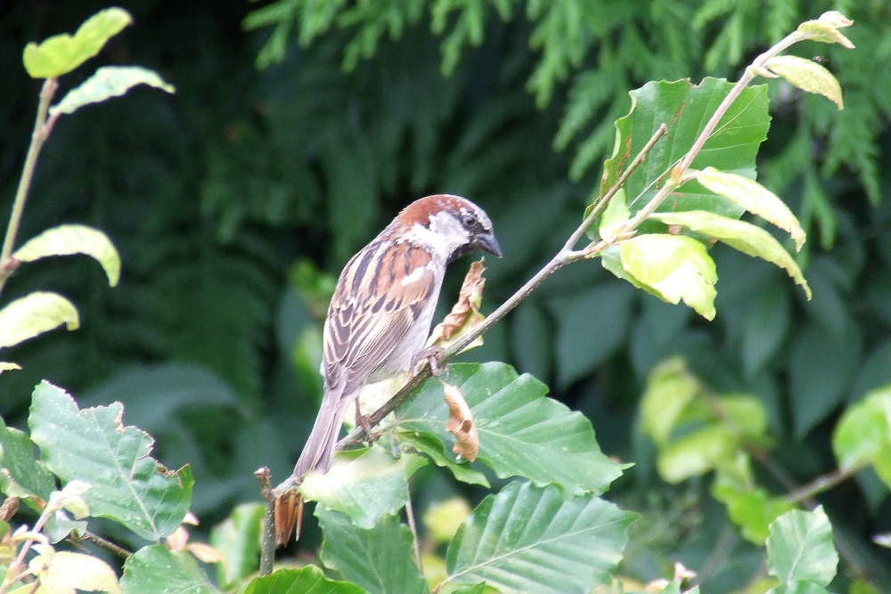 Photograph of Little Sparow