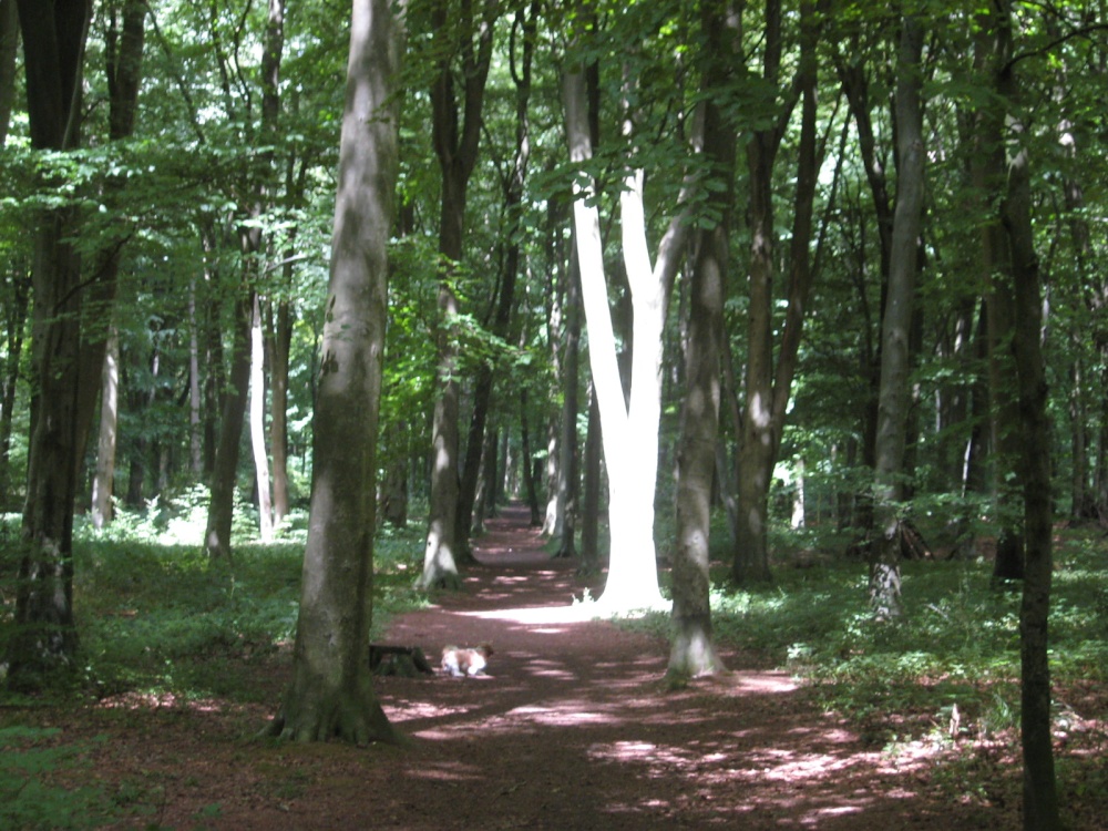 Photograph of Spooky Forest