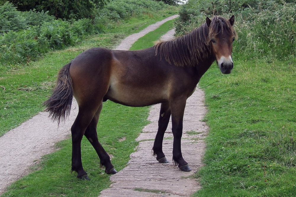 Ewyas Harold Common