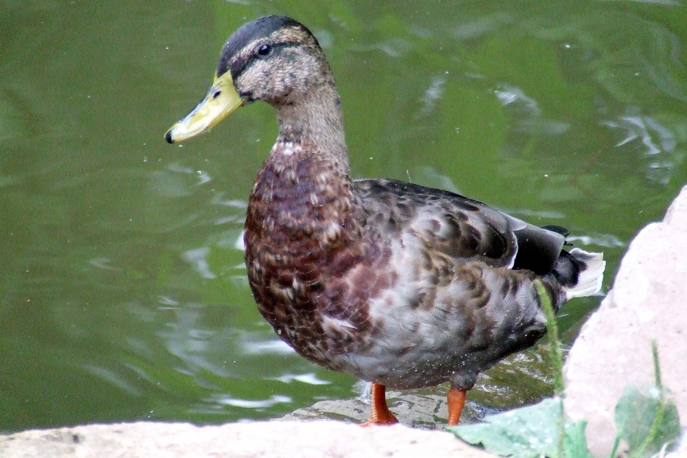 Newent Lake and Park