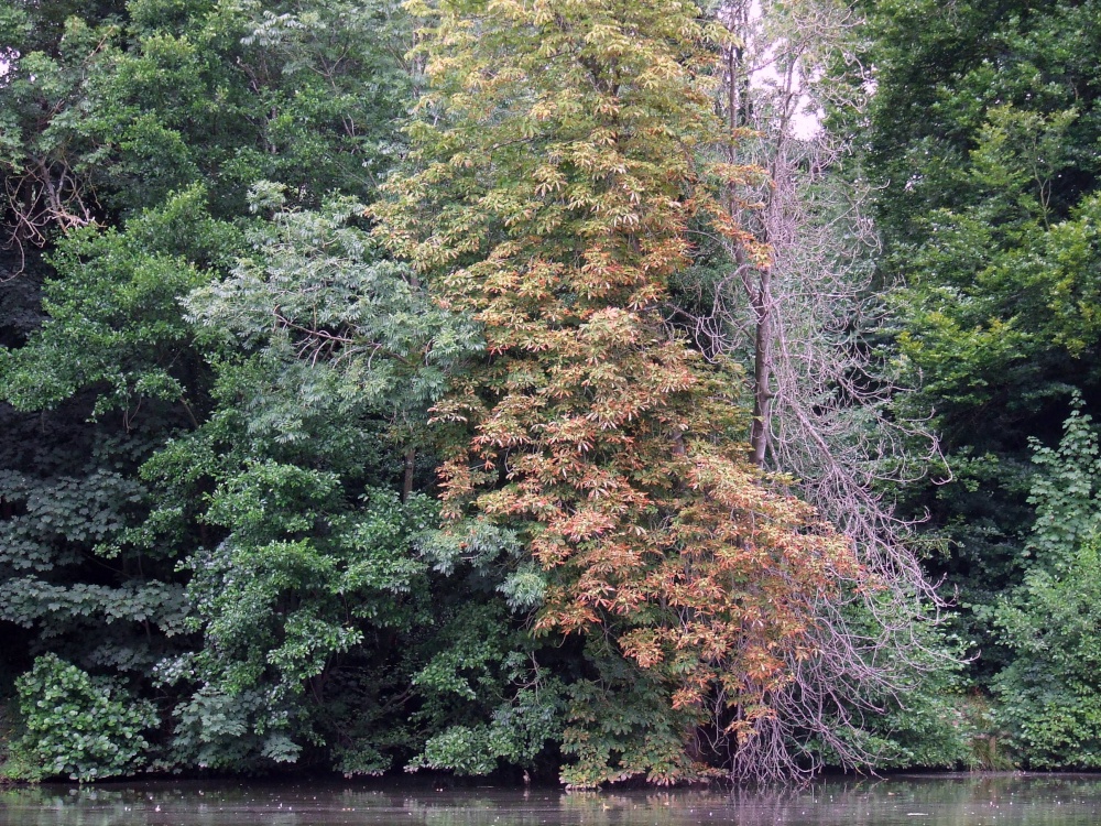 Newent lake and park