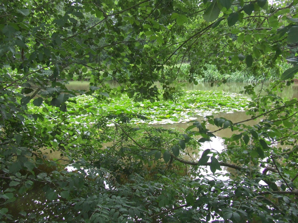 Newent lake and park