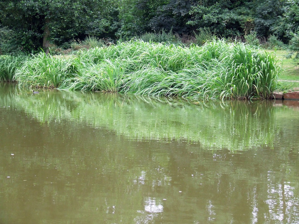 Newent lake and park