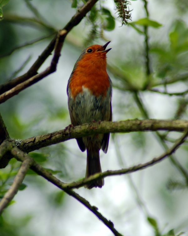 Robin Singing