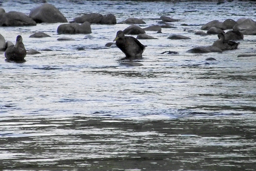 River Usk at Crickhowell late evening