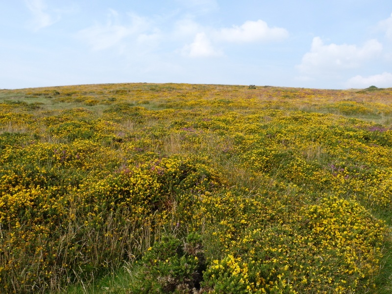 Dartmoor