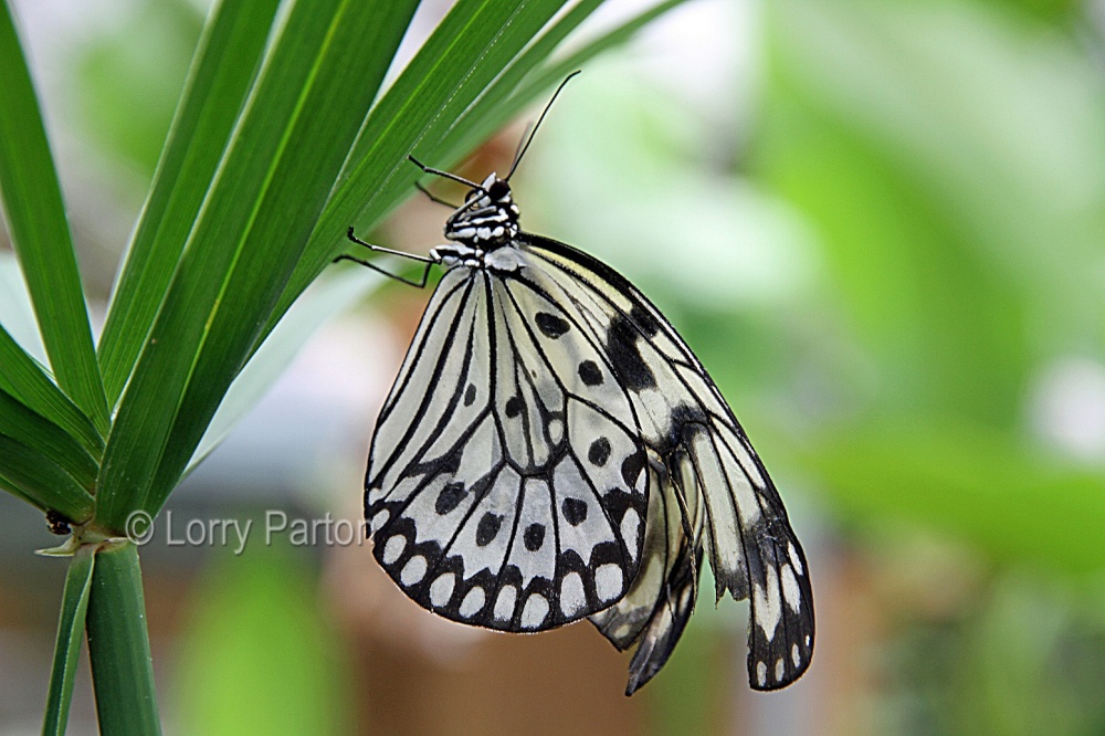 Butterfly farm