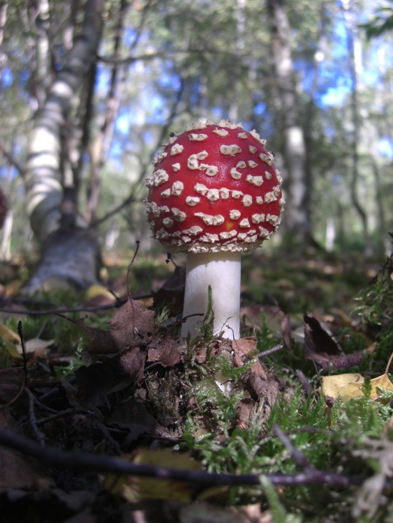 Fly Agaric