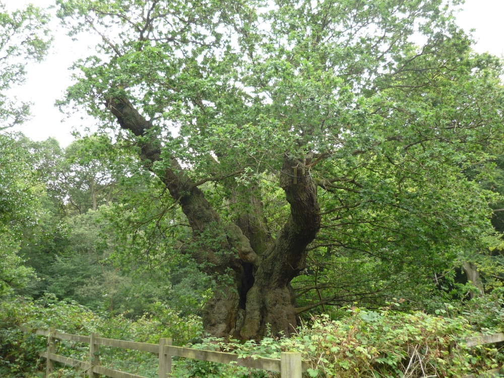 Druid's Oak photo by Ian Aufflick