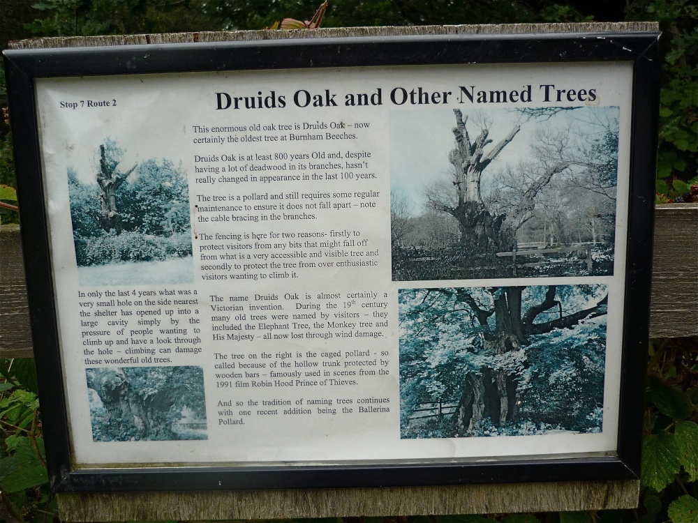 Druid's Oak description photo by Ian Aufflick