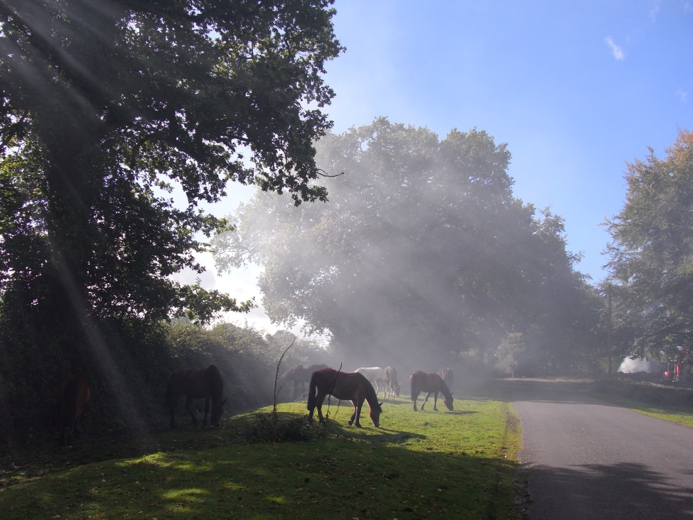 Ponies grazing