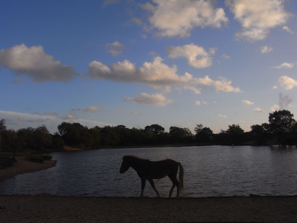 An evening stroll ?