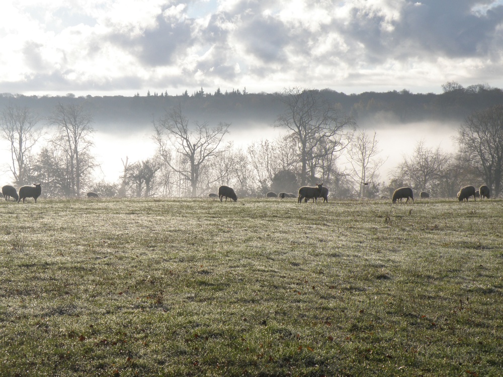 Early morning mist