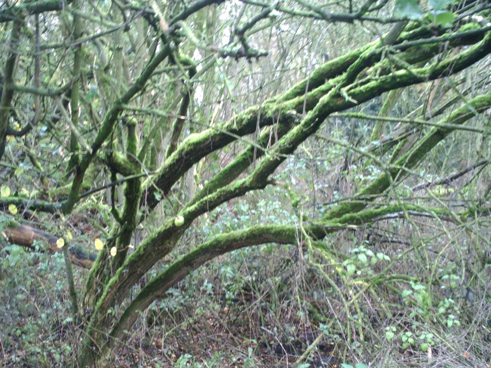 Crab apple tree