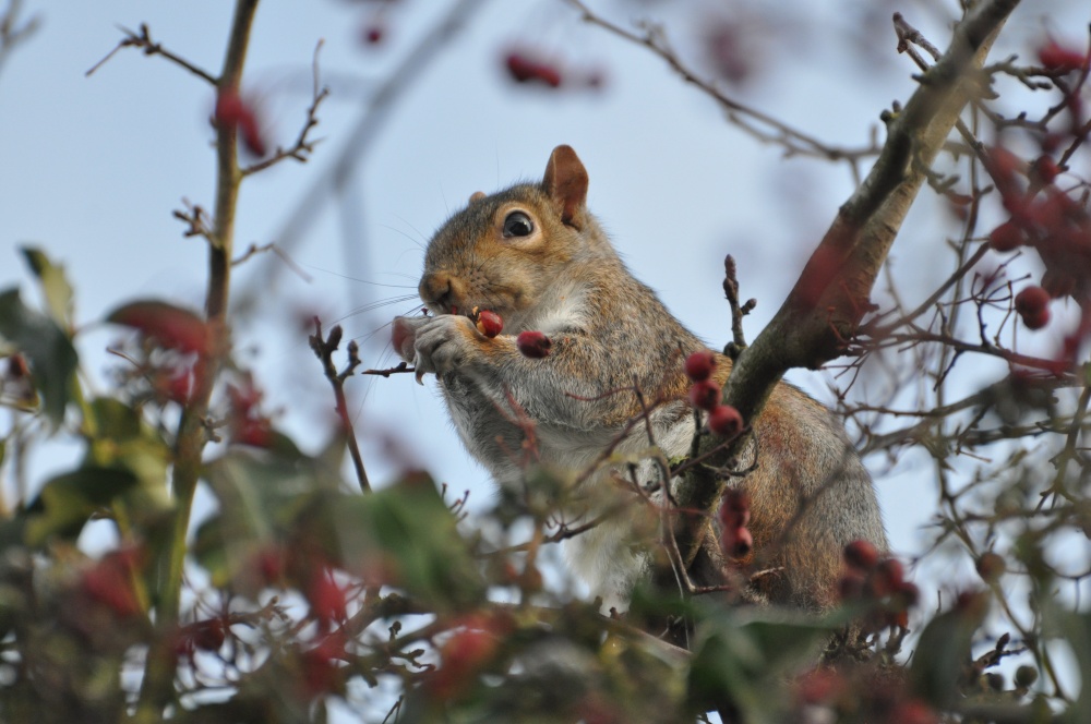 Hawthorn, mmmm