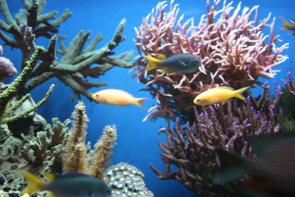 Aquarium at the Eden Project